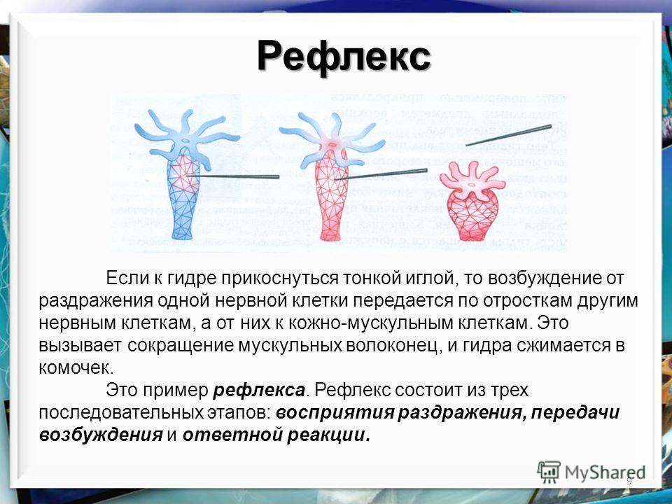 Сайты даркнета